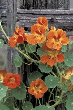 an orange flower with green leaves in front of a wooden fence