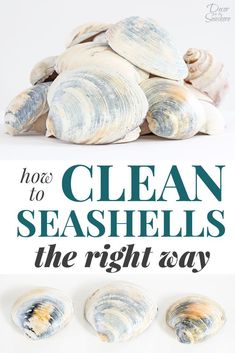 three seashells with the words how to clean seashells the right way