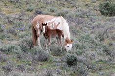 two horses grazing in the grass on a hill side with wildflowers behind them