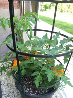 a potted plant with orange flowers on the outside of it and some metal bars around it