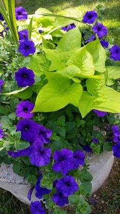 purple and green flowers are growing in a garden