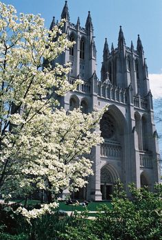 the large cathedral is surrounded by trees with white flowers on it's sides and tall spires