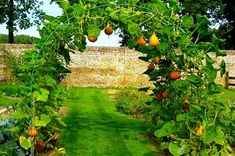 an orange tree in the middle of a garden with lots of green plants and fruit