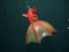 an orange and green squid swimming in the ocean