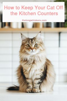 a cat sitting on the kitchen counter with text overlay how to keep your cat off the kitchen counters