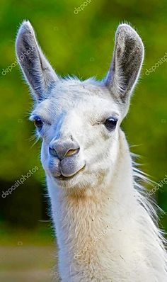 an alpaca looking at the camera with trees in the background