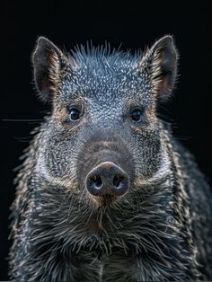 a wild boar looking at the camera on a black background