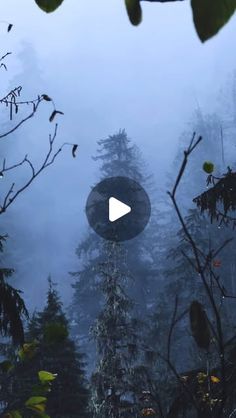 a video screen with trees in the background and fog on the ground, showing an image of a circular object