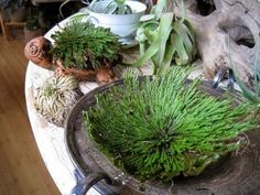 some plants are sitting on top of a table