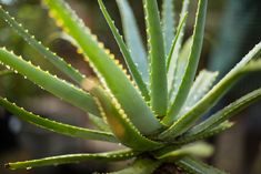 an aloei plant with green leaves in the sunlight