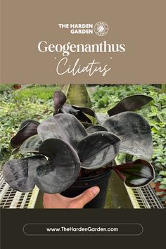 Meet Geogenanthus 'Ciliatus,' a stunning and rare plant known for its deep purple leaves and velvety texture! This unique houseplant loves low to medium light and thrives in high humidity. Perfect for plant lovers looking to add something exotic to their collection. 💜✨ #GeogenanthusCiliatus #RarePlants #HouseplantCollection #IndoorPlants #PlantCare #HouseplantLovers #VelvetLeaves #UniquePlants #IndoorGardening #PlantParents Geogenanthus Ciliatus, Purple Leaves