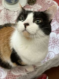 a black, white and orange cat sitting on top of a table next to a cup