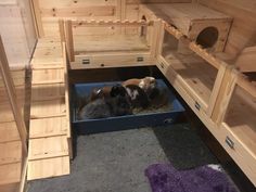 three puppies are in their kennel at the pet store