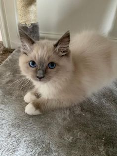 a white cat with blue eyes sitting on the floor next to a scratching post and looking at the camera