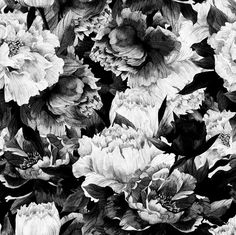 Monochrome Floral Wallpaper (Peel & Stick) Large Flower Wallpaper, Mountain Decal, Botanical Wallpaper, Wood Wallpaper, Grasscloth Wallpaper, Wallpaper Calculator, Geometric Wallpaper, Room Wallpaper, White Wallpaper