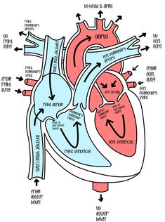 the human heart with labels on it