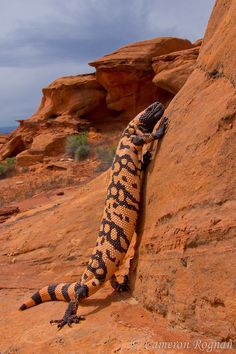 a lizard is climbing up the side of a rock