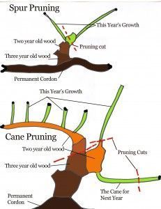 the diagram shows different types of trees and how they are used to make them stand out