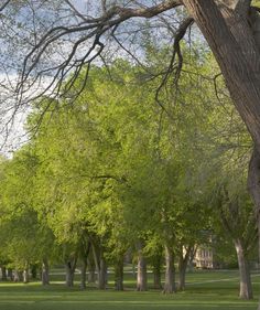 Multiple mature Princeton American Elms showing their green foliage planted in an open park, surrounded by green grass Flowering Crabapple Tree, Flowering Crabapple, Myrtle Tree, Poplar Tree, Flowering Cherry Tree, Elm Tree, Perennial Grasses, Redbud Tree, Berry Plants