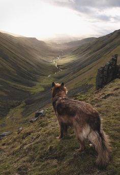 a brown and white dog standing on top of a grass covered hill next to a valley