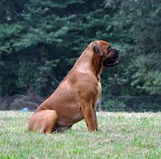 a large brown dog sitting on top of a lush green field next to a forest