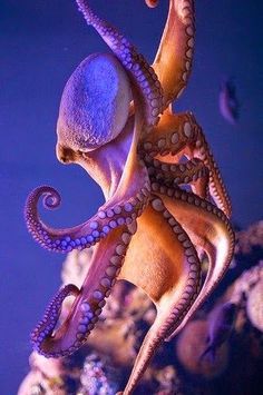 an octopus is swimming in the water