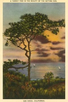 an old postcard with a tree and sailboats on the water in the background