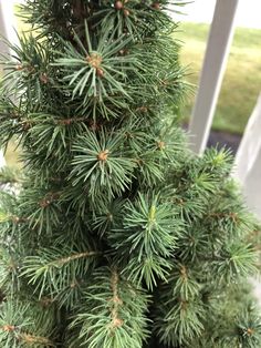 a close up of a pine tree on a porch