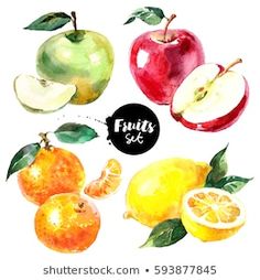 apples, oranges and lemons painted in watercolor on white background with text