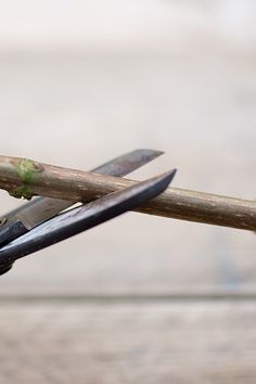 a pair of scissors sitting on top of a piece of wood next to a twig