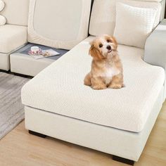 a small dog sitting on top of a white couch