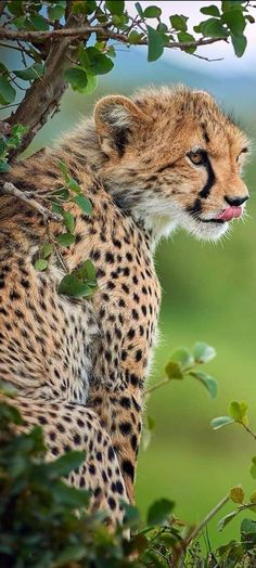 a cheetah sitting in the branches of a tree looking at something behind it