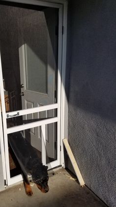 a black and brown dog standing on top of a porch next to a sliding glass door