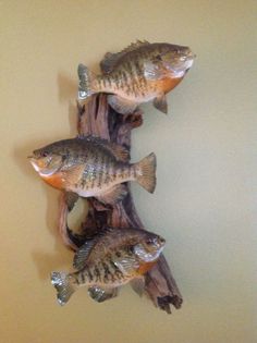 three fish are mounted to the wall on driftwood pieces that have been placed together