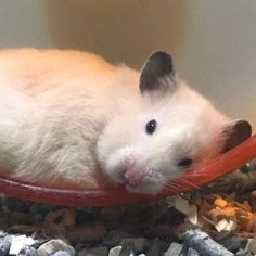 a white hamster is laying on top of a red object in its cage and looking at the camera