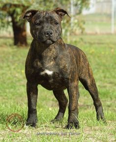 a brown dog standing on top of a lush green field