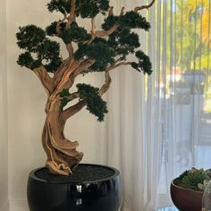 a bonsai tree sitting on top of a black table next to a potted plant