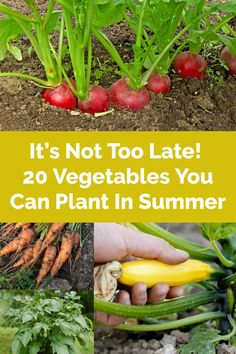 it's not too late 20 vegetables you can plant in summer