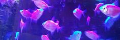 an aquarium filled with pink and blue fish