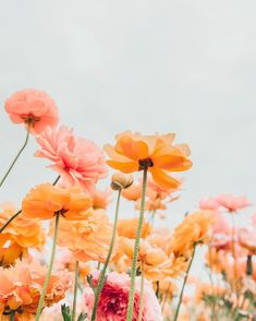 many different colored flowers are in the field