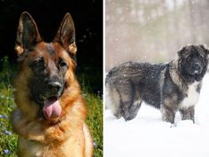 two different pictures of dogs in the snow and one with its tongue hanging out,