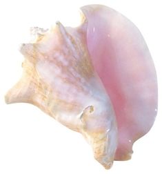 two seashells on a white background one is pink and the other is yellow