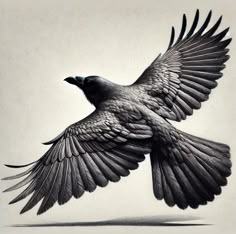 a drawing of a black bird flying in the air with its wings spread wide open