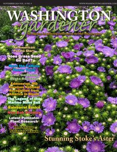 Read our latest publication on Issuu: https://issuu.com/washingtongardener/docs/nov24_wgmag_final

The November 2024 issue of Washington Gardener Magazine is out.

Inside this issue:
•	Stunning Stoke’s Aster
•	An American Potato Story
•	Does Grass Seed Go Bad?
•	Meet the Calluna Flower Truck
•	Great Gardening Books Reviewed
•	Edmonston, MD Receives National Recognition from America in Bloom
•	The Legend of the Marimo Moss Ball
•	Rainbarrel Basics
•	New...