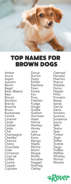 the top names for brown dogs