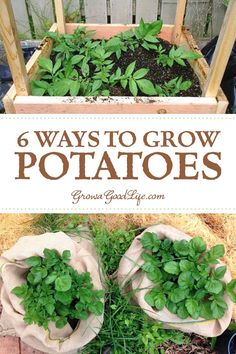 the garden is full of potatoes and herbs, with text overlay that reads 6 ways to grow potatoes