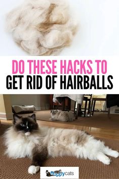 a fluffy cat laying on the floor next to a pile of hair with text that reads, do these hacks to get rid of hairballs