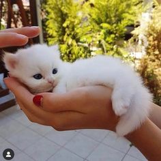 a person holding a small white kitten in their hand