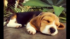 a beagle puppy sleeping on the ground next to some plants