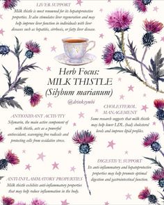 a cup of coffee and some pink flowers on a white background with the words herb focus milk thistle